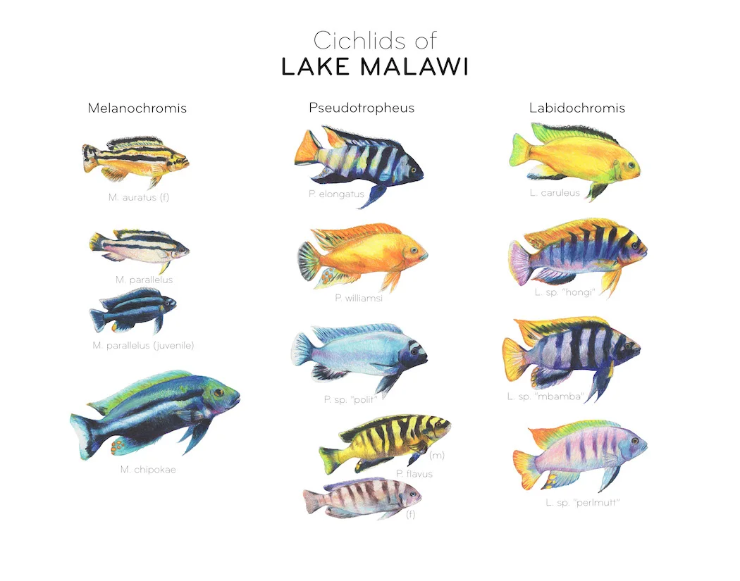 Malawi+Cichlid+Poster+11x14+